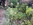 willow plant supports